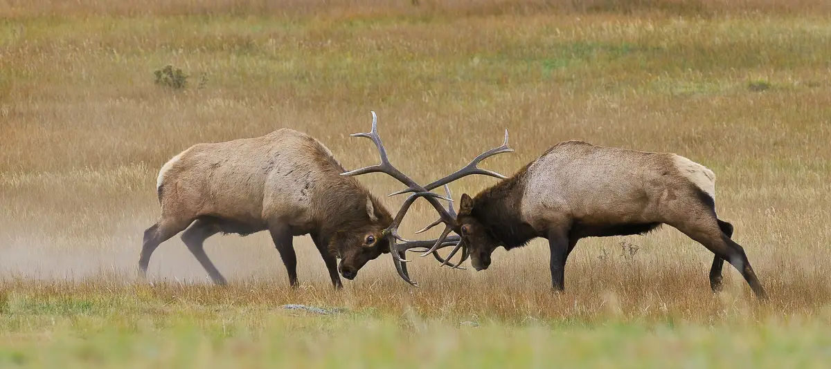 Bull Elk fighting during the Elk Rut Rocky Mountain National Park Tours